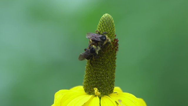 bees on large coneflower