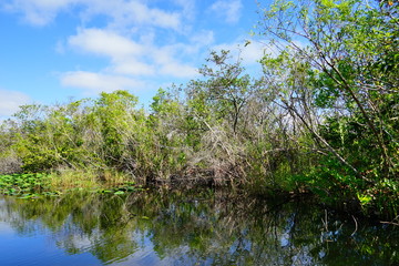 Fototapeta na wymiar everglades national park landscape 
