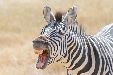 Obraz na płótnie Canvas Zebra teeth