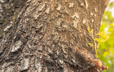 Selective focus and perspective view of new young green branches growing on the old tree with detail bark texture in the morning shows the concept of growth, freedom and hope of life and business
