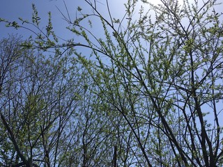 branches of a tree