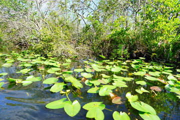 everglades national park landscape	