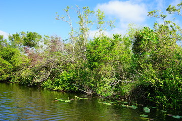 everglades national park landscape	