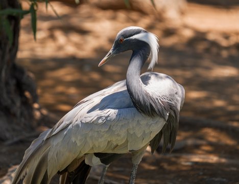 This image shows a wild demoiselle crane (Grus virgo) bird in the sun.