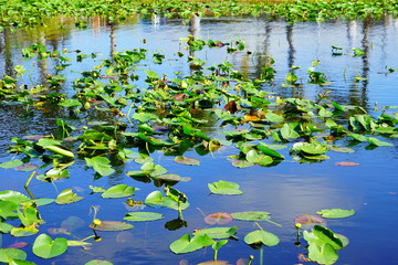 everglades national park landscape	
