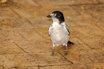 Butcher Bird