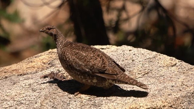 a grouse in the mountains