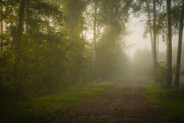 Fototapeta premium morning in the forest