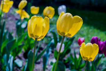 Various colorful tulips flowers blooming in a garden.