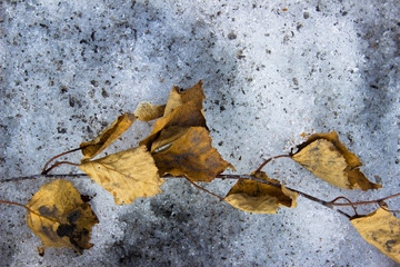 A branch with dry and yellow leaves on dirty snow. Vertical photo. Spring composition