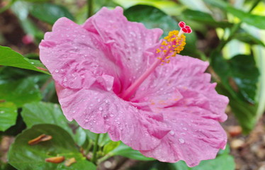 pink hibiscus flower