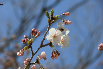 数輪だけ咲いた桜の枝先