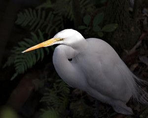 White Heron bird Stock Photos. Picture. Portrait. Photo. Image.  White Heron bird close-up profile view with blur background. Basking in sunlight. Head close-up.