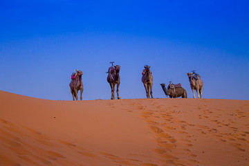 EL desierto y los camellos