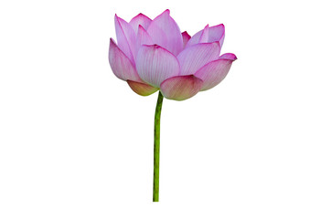 Pink Lotus flower isolated on white background with Clipping Paths.