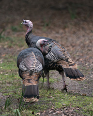 Wild turkey bird stock photos. Wild turkey couple displaying feather plumage, body, head, beak, legs, tail, in their environment and surrounding with a blur background. Image. Portrait. Picture.