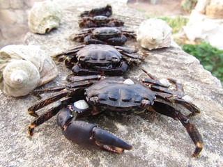 crab on the beach