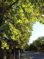 Autumn chestnut leaves in the morning sun.  Cityscape.  Photo