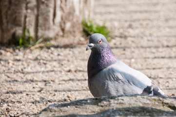 鳩　はと　ハト　鳥
