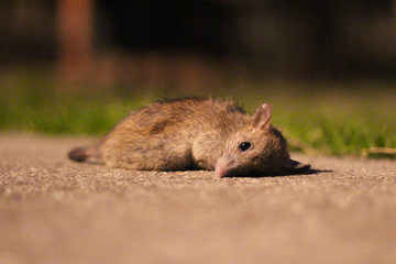Dead mouse in the back yard of a house