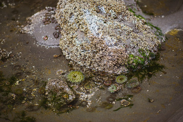 tide pooling
