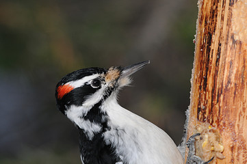 Woodpecker Bird Stock Photos.  Woodpecker bird head close-up with a blur background displaying head, beak, eye, in its environment and habitat in the forest. Picture. Image. Portrait. Photo.