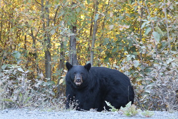 Beautiful black bear in Arctic Valley Anchorage Alaska