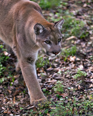 Fototapeta na wymiar Panther Animal Photo. Picture. Image. Portrait. Head close-up profile view. Foliage background.