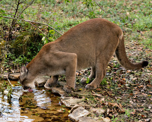 Panther Florida animal stock photos.  Panther Florida animal close-up profile view drinking water...