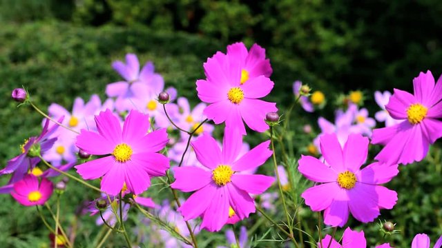 秋、秋桜が咲く光景