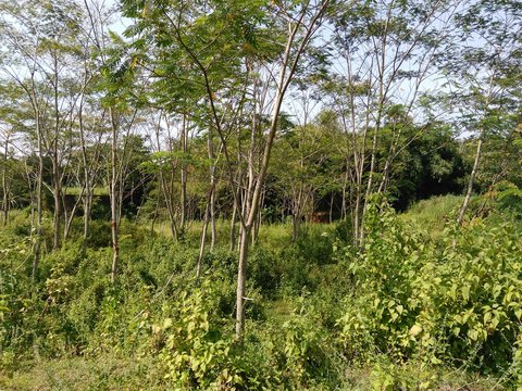 Paraserianthes Falcataria Tree