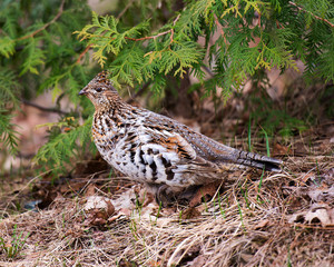 Partridge Bird Stock Photos.  Partridge bird profile view.  Partridge autumn season. Partridge bird walking in the forest in the autumn season. Image. Picture. Portrait.