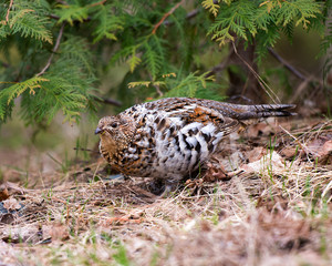 Partridge Bird Stock Photos. Partridge bird close-up profile view walking in the forest in the autumn season displaying brown feathers plumage in its environment and habitat, looking to the left side 