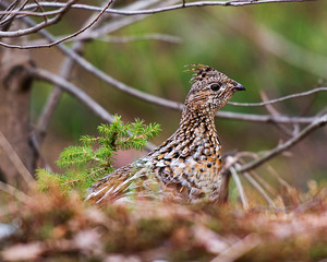 Partridge Bird Stock Photos.  Partridge head close-up profile view perched  in the forest in the autumn season with a blur background, displaying brown feather plumage in its environment and habitat. 