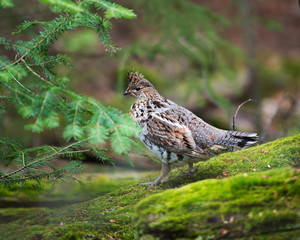 Partridge Bird Stock Photos.  Partridge bird profile view.  Partridge autumn season.. Partridge bird walking on moss in the forest in the autumn season. Image. Picture. Portrait. Photo.