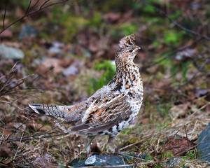 Partridge Bird Stock Photos.  Partridge bird walking in the forest in the autumn season surrounded with evergreen and spruce needle tree in its environment and habitat. Picture. Portrait. Image.