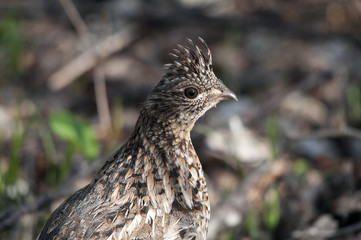 Partridge Bird Stock Photos. Head close-up profile view with a blur background, in the forest in the autumn season displaying brown feathers plumage in its habitat. Looking to the right side.