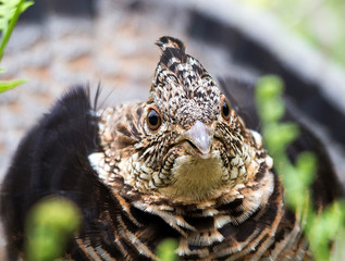 Partridge Bird Stock Photos.   Partridge bird head close-up profile view. Portrait. Image. Picture. Photo. Grouse. Ruffed grouse.