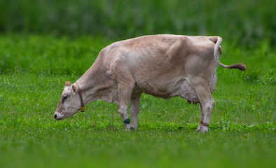 放牧中のジャージー乳牛