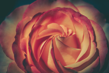 Obraz na płótnie Canvas Beautiful Rose on Vintage style; nature background