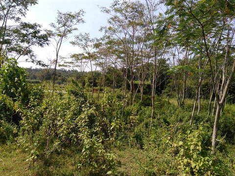 Paraserianthes Falcataria Tree