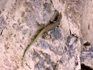 lizard on the stone