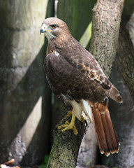 Hawk bird stock photo.  Hawk close-up profile view perched on a tree branch displaying brown feathers plumage, head, eye, beak, tail, talons, with a blur background in its habitat and environment. 