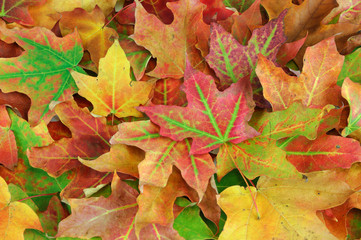 Naklejka na ściany i meble colorful autumn maple leaves as nature background
