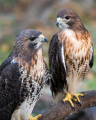 Hawk bird stock photo.  Hawk birds perched displaying brown feather plumage, bodies, head, eye, beak, blur background in its habitat and environment. Image. Picture. Portrait. Photo.
