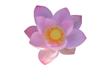 Pink lotus flower isolated on white background