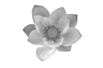 Beautiful lotus flower in black and white isolated on white background.