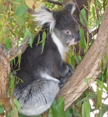 Koala in a tree