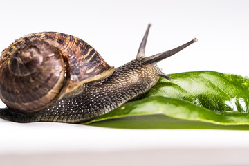 Garden Snail crawling towards green leaf on hite background