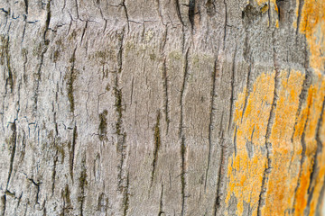 Obraz premium Closeup tree bark for designer background.